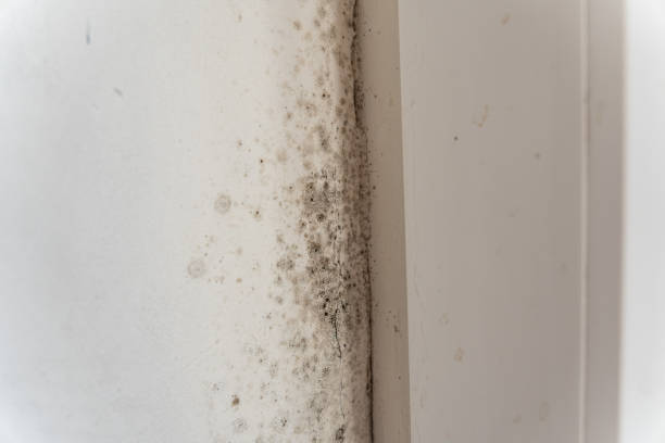 Best Attic Mold Removal  in Santa Maria, CA